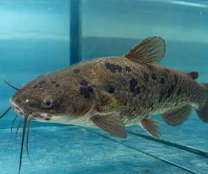 Una rara forma di melanoma trasmissibile colpisce i pesci gatto nebulosi del Nord America, offrendo nuovi spunti alla ricerca sui tumori.